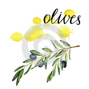 Olive tree branch with yellow backdrops. Hand drawn watercolor illustration.