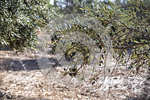 Olive tree branches with black ripe fruits close-up on a blurred background