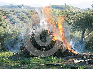 Olive tree branches burning in Jaen