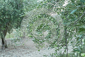 Olive tree branches full of harvest. Green olives on tree, natural extra virgin olive oil theme. Copy space your text.