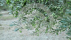 Olive tree branches full of harvest. Green olives on tree, natural extra virgin olive oil theme. Copy space your text.