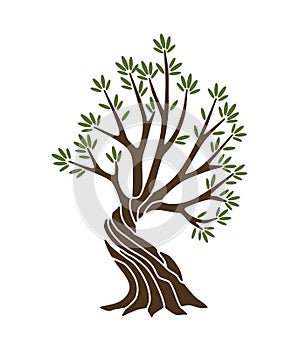 Olive tree with branches and green leaves banner. Hand drawn ancient greek label, natural vegetarian shop sign. Premium