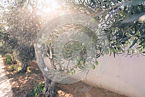 Olive tree branches with green olives before harvesting.