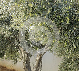 Olive tree branches with green olives before harvesting.