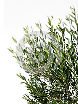 Olive tree branches isolated