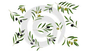 Olive Tree Branches Set, Eco Healthy Organic Products or Cosmetics Design Element Vector Illustration