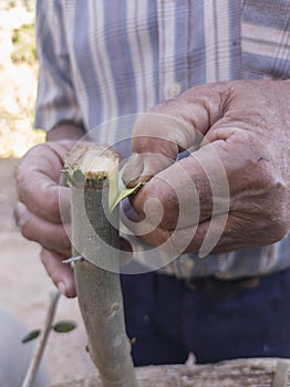 Olive tree grafting