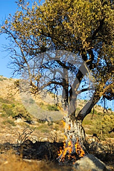 Olive tree burning