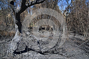 Olive tree burnt and broken by forest fire - Pedrogao Grande photo