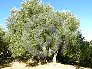 Olive tree