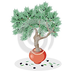 Olive tree in a clay pot decorated with a rope on a white background