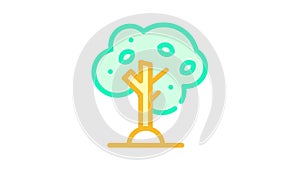 olive tree color icon animation