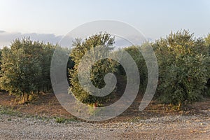 Olive tree crop, Olea europea at sunrise photo