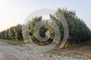 Olive tree crop, Olea europea at sunrise photo