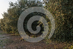 Olive tree crop, Olea europea at sunrise photo