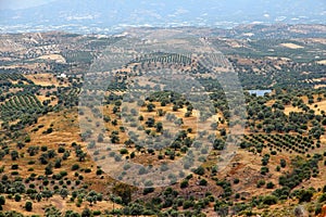 Olive tree cultivation in Greece