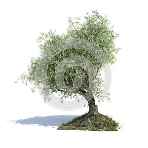 olive tree 3d illustrated photo