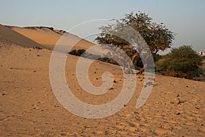 Olive tree in desert