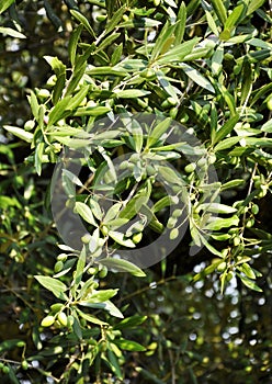 Olive tree detail