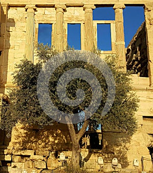 Olive tree at Erechteion, Acropolis, Athens, Greece