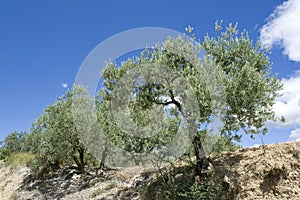 Olive tree, Evergreen tree.