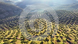 Olive tree fiel for the production of olive oil, Andalusia, south Spain.