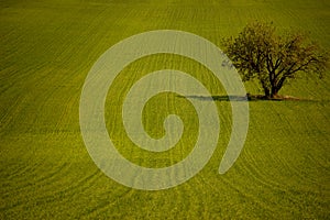 Olive tree in the field
