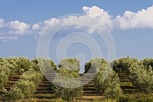 Olive tree field