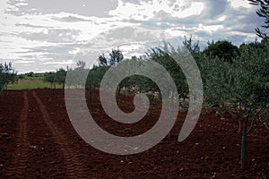 Olive tree field