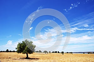 Olive tree in field