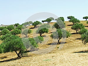 Olive tree field