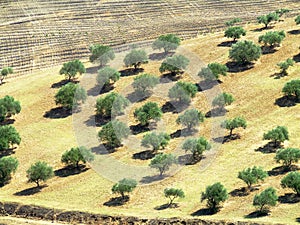 Olive tree field