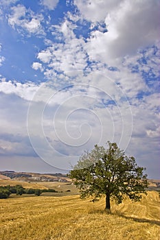 Olive Tree in Field