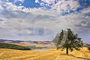 Olive Tree in Field