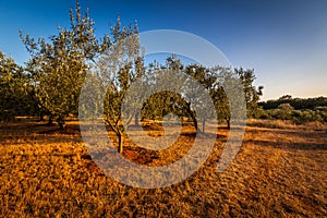 Olive tree field