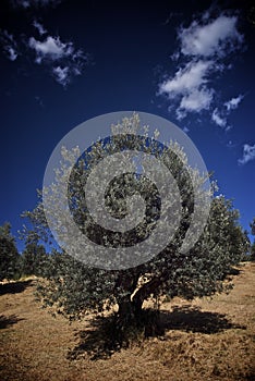 Olive tree field