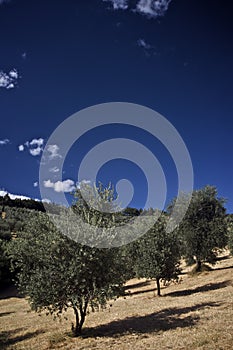 Olive tree field