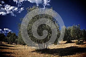 Olive tree field