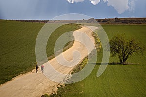 Olive tree in the field and bicycles in route