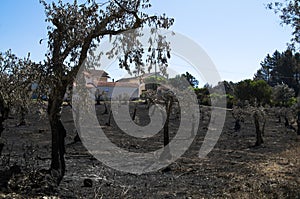 Olive tree field burnt at a small village homes - Pedrogao Grande photo