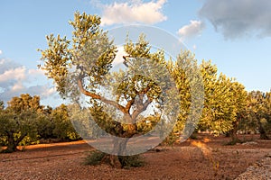 Olive tree field