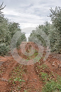 Olive tree field in Istria, Croatia