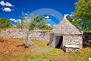 Olive tree field and Istrian Kazun stone hut view