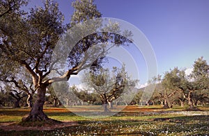 Olive tree field in Kalamata, Greece