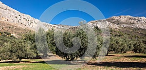 Olive tree field and mountain