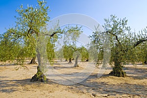 Olive tree field