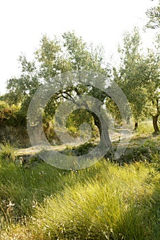 Olive tree field in Spain