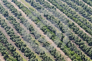 Olive tree field in Tarragona, Catalonia, Spain