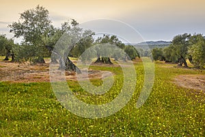 Olive tree fields in Andalusia. Spanish agricultural harvest landscape