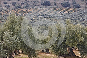 Olive tree fields in Andalusia. Spanish agricultural harvest landscape. Spain